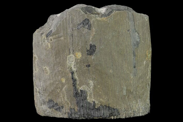 Pennsylvanian Horsetail (Calamites) Fossil - Kentucky #137711